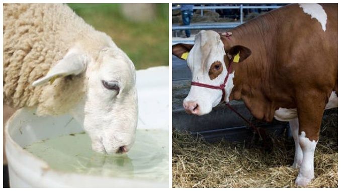 Ingrijirea-animalelor-pe-canicula