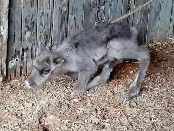 pui-de-ren-nascut-la-vama-buzaului2