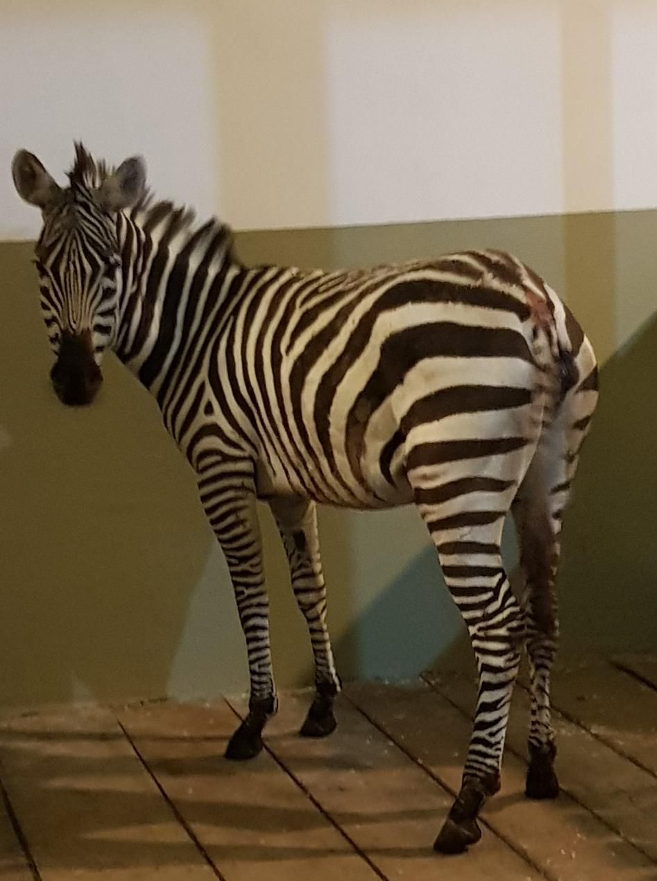 zebra