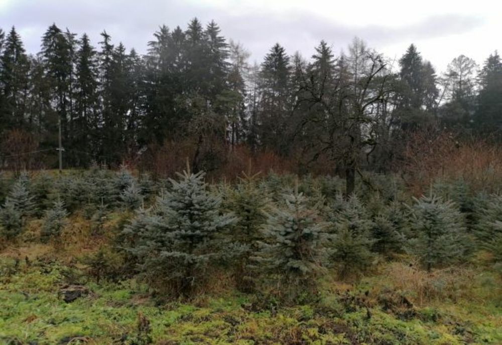 150 de brazi scoși la vânzare de Regia Pădurilor!