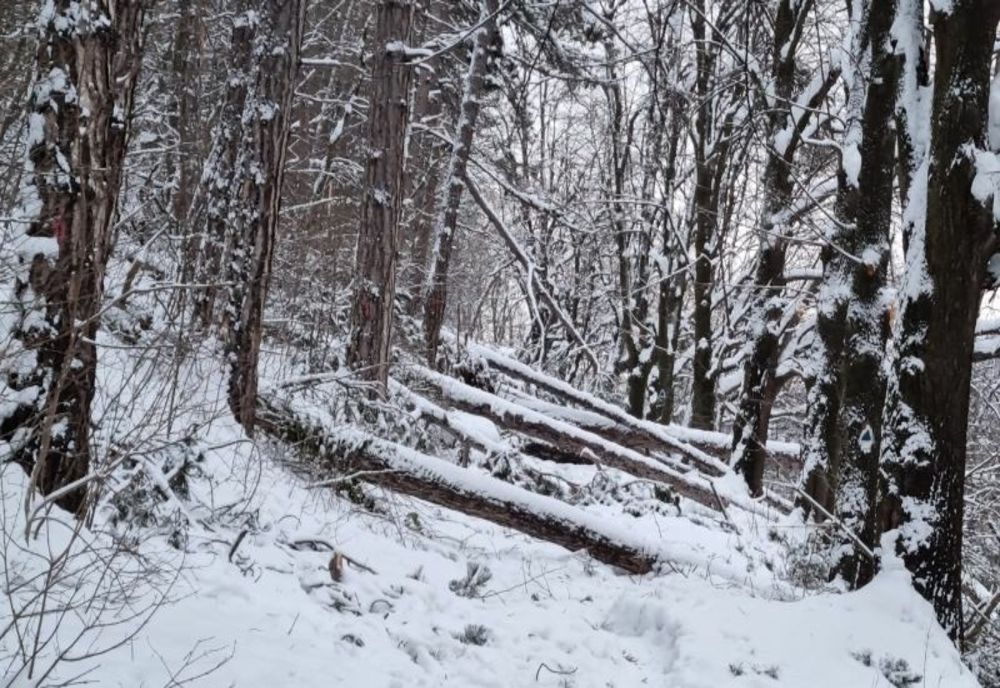 Zeci de copaci "puși la pământ" pe Muntele Tâmpa (FOTO)