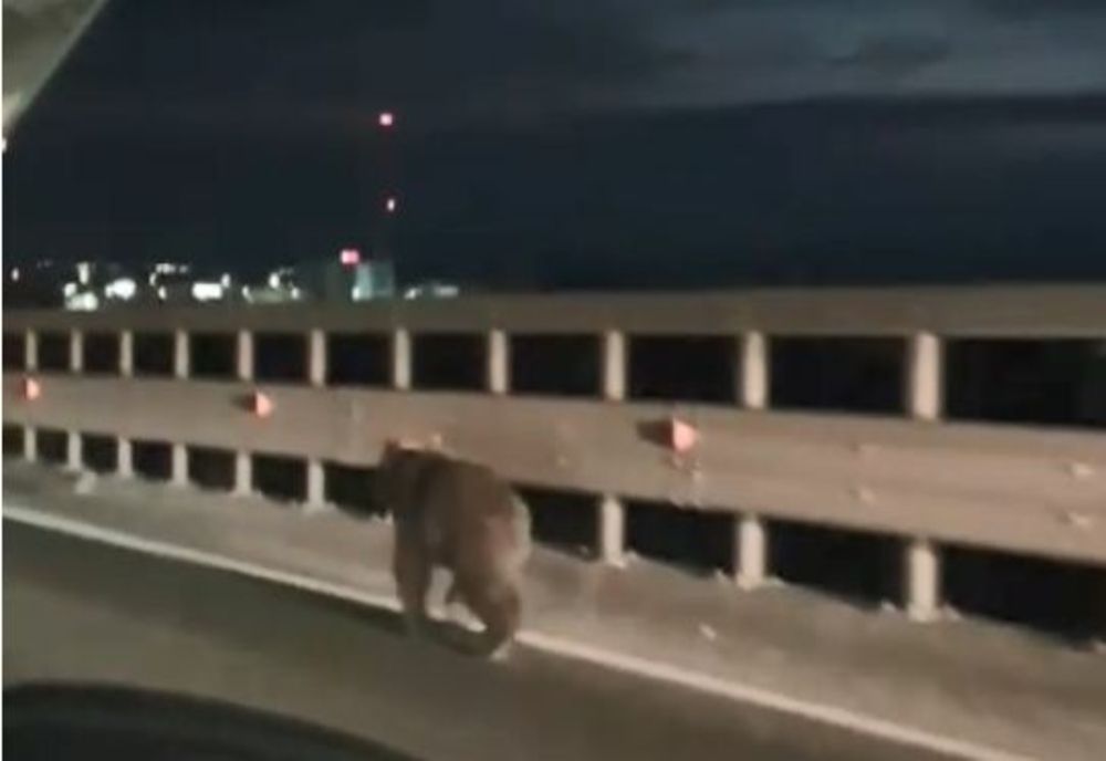 VIDEO Mesaj RO ALERT trimis de ISU! Urs filmat în municipiul Brașov!