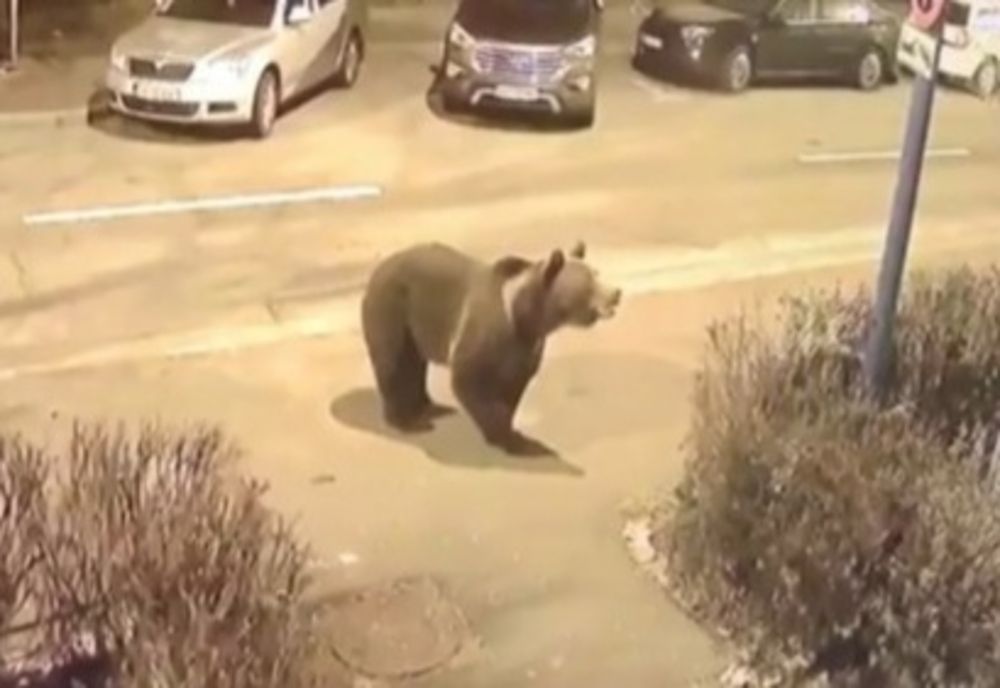 Soluțiile găsite de Primăria Braşov pentru prevenirea apariției urşilor