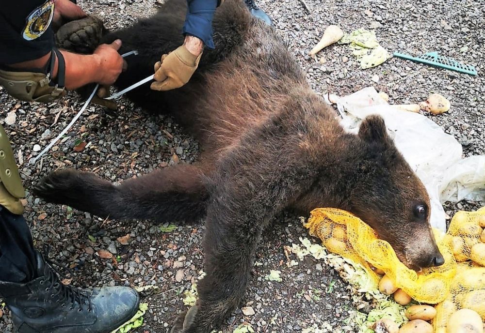 VIDEO Decizie luată în premieră! Doi urşi care au venit la o pensiune din Săcele au fost tranchilizați şi mutați la 10 kilometri! 