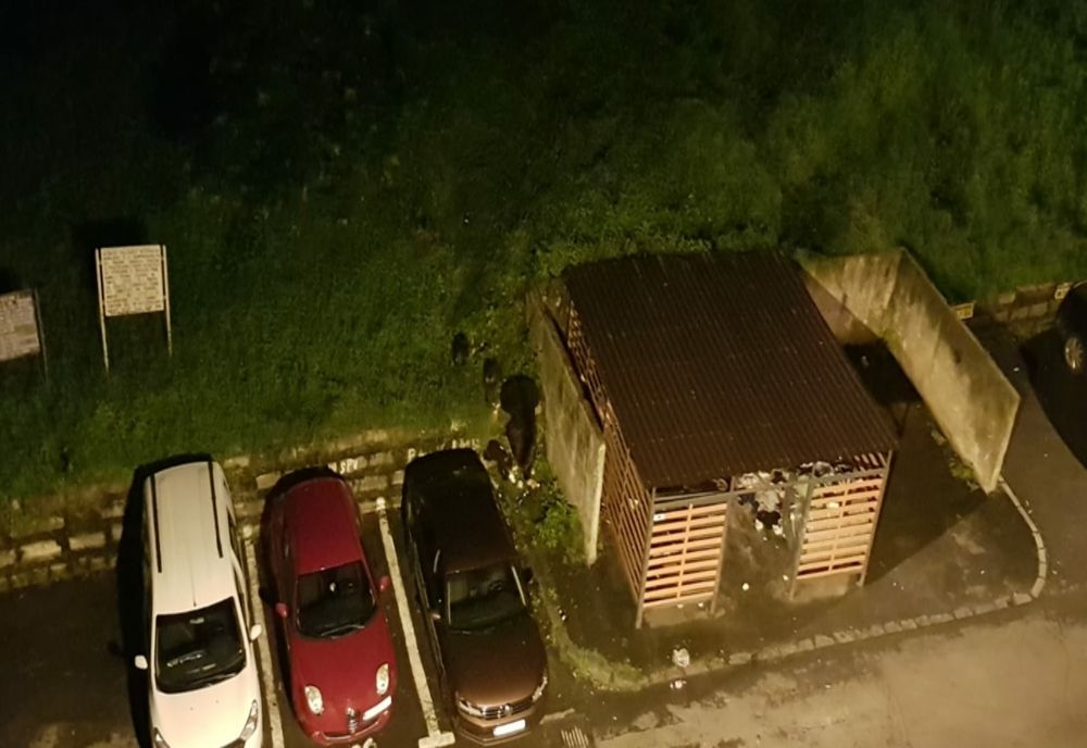 VIDEO Ursoaică și trei pui, în această seară, în Răcădău