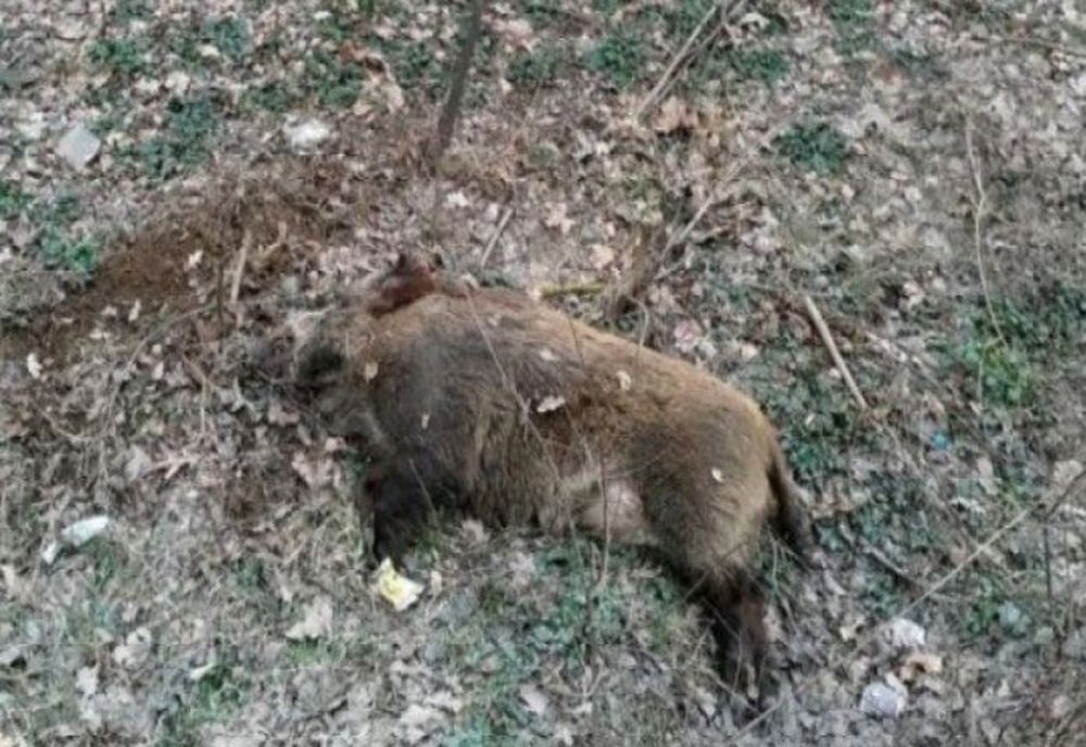 14 mistreți găsiți morți în județul Brașov