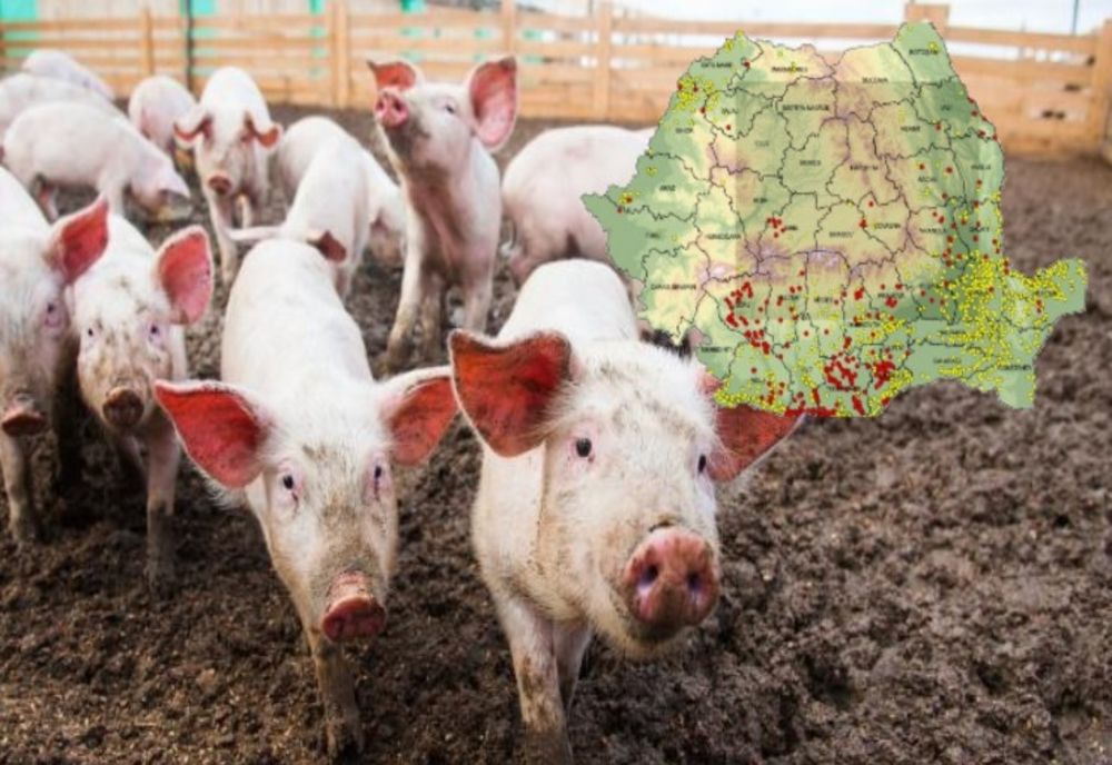 ANSVSA: Numărul cazurilor de pestă porcină africană a ajuns la 631 în România