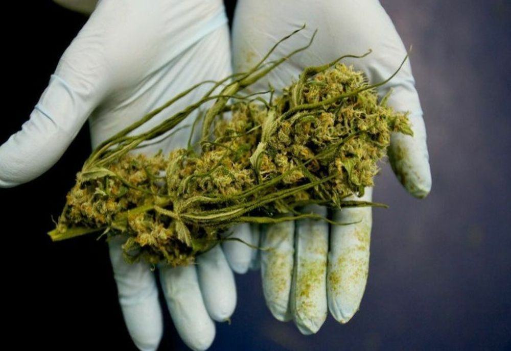 Captură de 1,5 kilograme de cannabis!