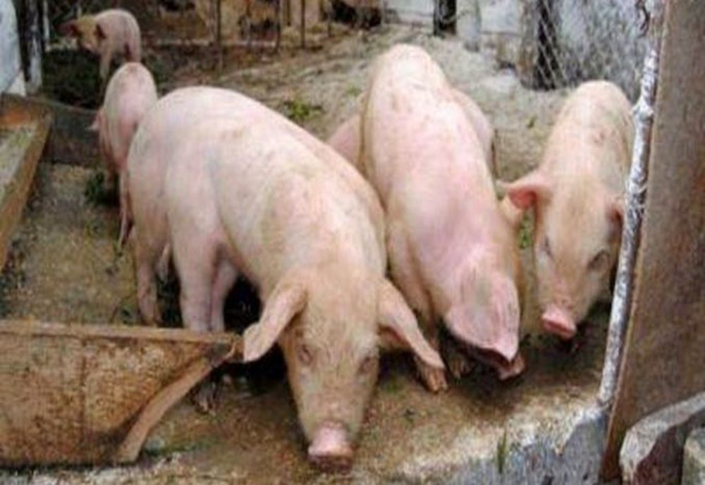 Focar de pestă porcină la Cârțișoara. Zona de protecție include și localități din județul Brașov