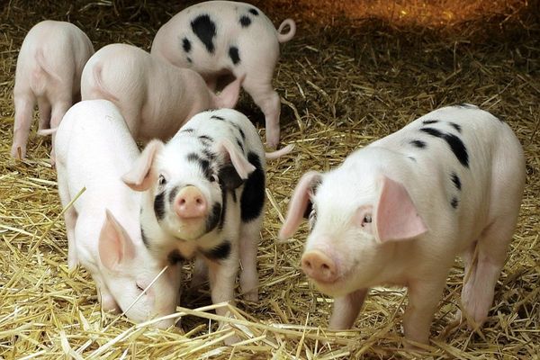 Comercializarea cărnii de porc  neexpertizată sanitar veterinar, sancţionată cu amenzi cuprinse între 20.000 și 40.000 de lei