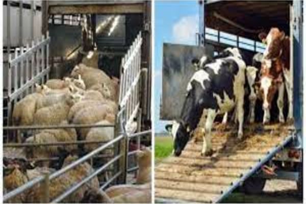 Măsurile obligatorii pe care trebuie să le respecte crescătorii de animale  în perioadele caniculare