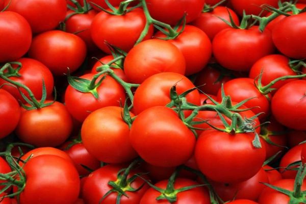 Apel DISPERAT al fermierilor: roșiile românești riscă să rămână pe câmp. Oamenii nu au unde să-și vândă marfa