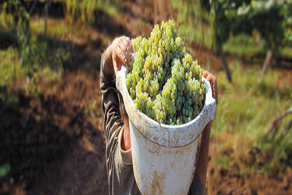 Termenul pentru depunerea documentelor în Programul de susținere a producției de struguri de masă pentru anul 2022 a fost prelungit