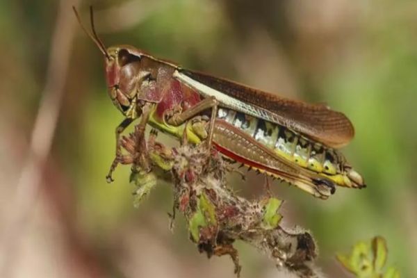 Prima țară care interzice insectele în mâncare. Italia nici nu vrea să audă de făină de greieri în blatul de pizza