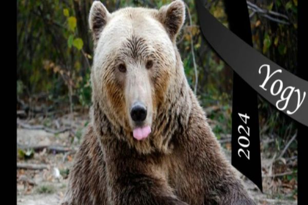 A murit Yogi, cel mai în vârstă urs brun din România. Mai mult de jumătate din viață și-a petrecut-o în captivitate