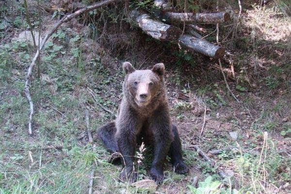 UN PUI DE URS A FOST SALVAT ÎN ZONA PÂRTIEI LUPULUI DIN POIANA BRAȘOV