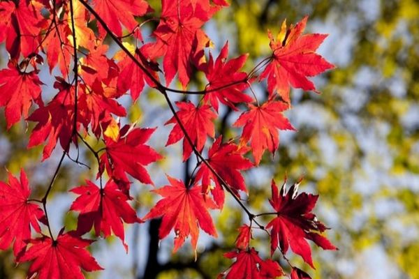 VREMEA 24 SEPTEMBRIE. TEMPERATURILE ÎNCEP SĂ SCADĂ 