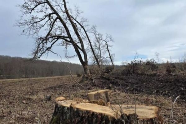Tăieri ilegale de lemn depistate într-o zonă protejată din Brașov