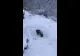 VIDEO - Un ursuleț jucăuș a fost atracția turiștilor de la un restaurant din Predeal