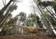 FOTO + VIDEO Cel mai mare dinozaur din istorie, la Râșnov