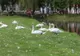 VIDEO Lebedele, atracția lacului de lângă Cetatea Făgăraș