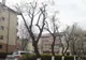 VIDEO Ce au declarat reprezentanții Primăriei Brașov despre tăierile de arbori din municipiu?