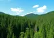 VIDEO Primarul municipiului Săcele a vorbit despre neregulile depistate la Regia Locală a Pădurilor