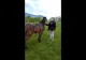 VIDEO - Un nou caz de violență împotriva animalelor