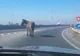 VIDEO Pericol, în trafic, la Brașov! Cal pe Ocolitoare