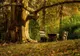 Încep lucrările la Parcul Dendrologic din cartierul Noua