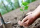 Copiii iau parte, mâine, la o acțiune de plantare de copaci