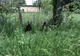 VIDEO+FOTO Panică, ieri, la Hârseni! O ursoaică și puii ei au "vizitat" localitatea!