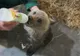 VIDEO Sfârșit tragic pentru un pui de urs de la Hârseni