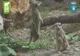 Copiii pot vizita gratuit, astăzi, Grădina Zoologică! Ultima intrare, la ora 19.15