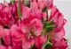 Flowers Market Holland, excelență dovedită în peste 25 de ani. Cele mai spectaculoase flori, la un click distanță 