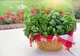 Cultivatorii de plante aromatice beneficiază anul acesta de o schemă de ajutor de minimis