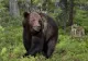 Alertă de urs în zona pădurii Șopa din Șelimbăr, județul Sibiu. Autoritățile au emis un mesaj RO-Alert
