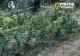 Rețea de traficanți de canabis, destructurată de DIICOT la Brașov: Șapte tineri au ajuns în spatele gratiilor. Cel mai mic are 15 ani