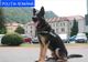 VIDEO Poliția a scos câinii pe străzile Brașovului