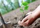 Copiii iau parte, mâine, la o acțiune de plantare de copaci