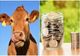 Ajutorul de stat în sectorul creşterii animalelor pentru 2021 a fost majorat la 70 de milioane de lei