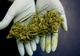 Captură de 1,5 kilograme de cannabis!