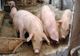 Focar de pestă porcină la Cârțișoara. Zona de protecție include și localități din județul Brașov