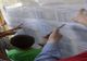 ULTIMĂ ORĂ: Au fost PUBLICATE rezultatele la Evaluarea Națională! Intră AICI să vezi ce note ai obținut!