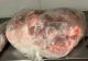 Cât timp rezistă carnea în congelator - Explicațiile în funcție de tipul de carne