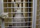 Evadare spectaculoasă din Penitenciarul Rahova. Un condamnat pentru omor a reușit să fugă
