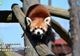 ZIUA INTERNAȚIONALĂ PANDA ROȘU VA FI MARCATĂ LA ZOO BRAȘOV
